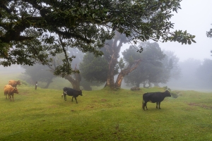 Madeira