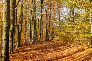 Podzimní les v Beskidu Malem v Polsku
